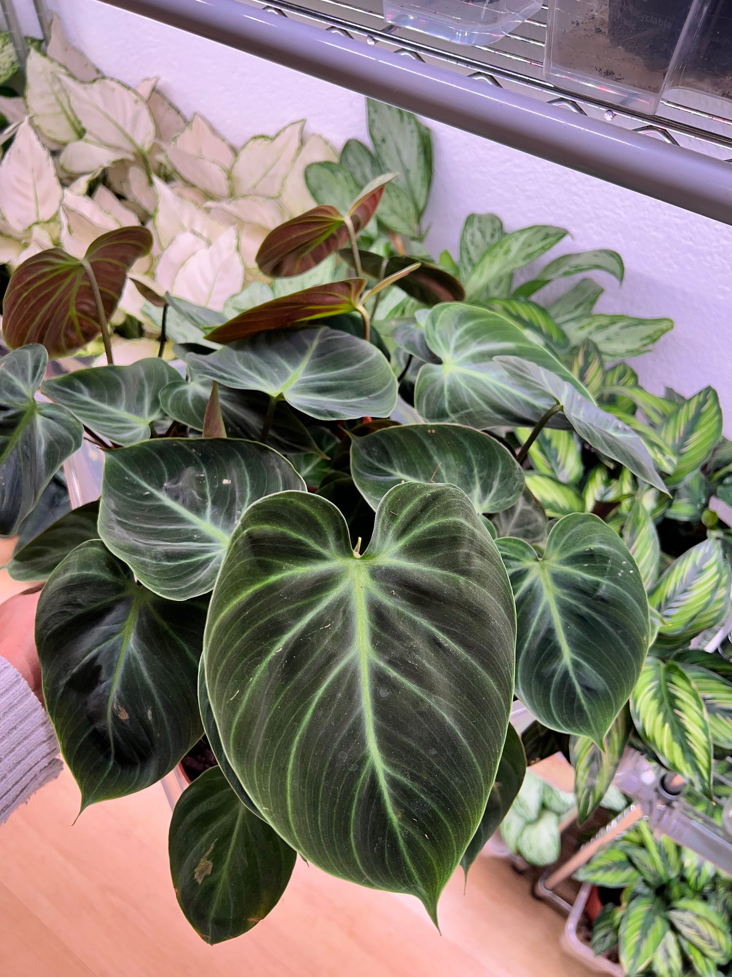 Philodendron Choco Red