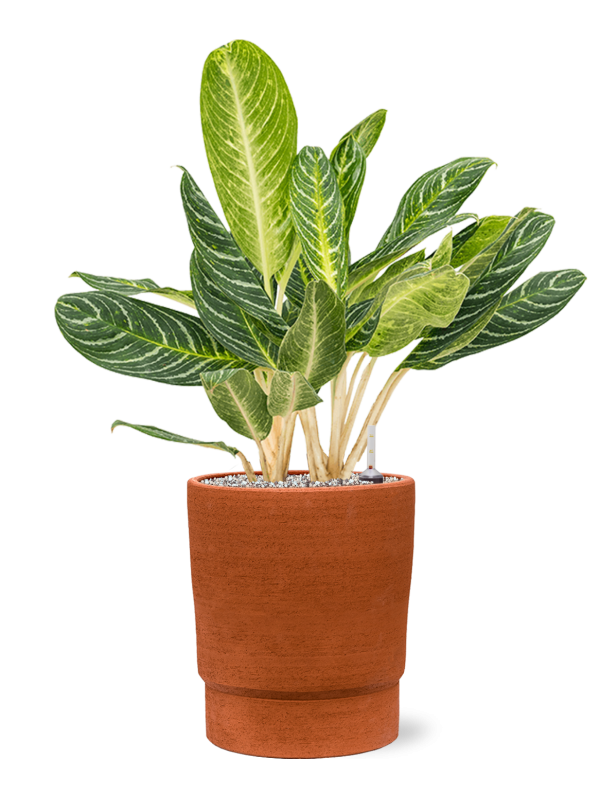 Aglaonema Key Lime