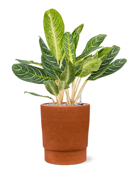 Aglaonema Key Lime