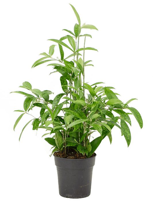 Dracaena surculosa