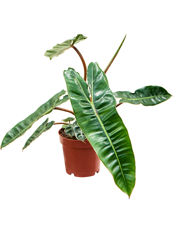 Philodendron Billietiae