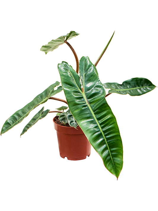 Philodendron Billietiae