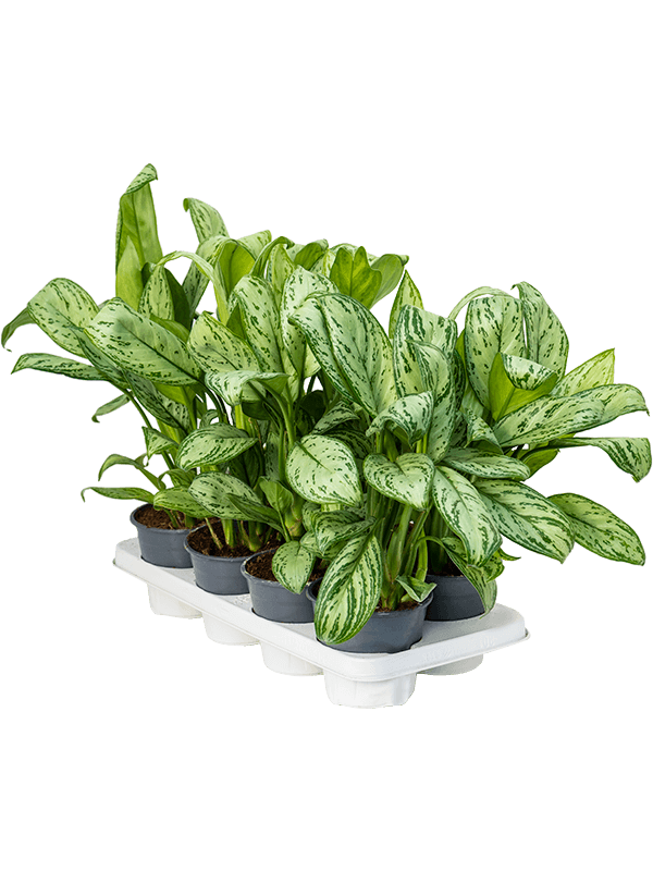 Aglaonema Maria Christina