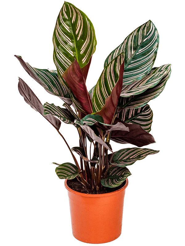 Calathea ornata