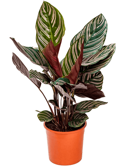 Calathea ornata