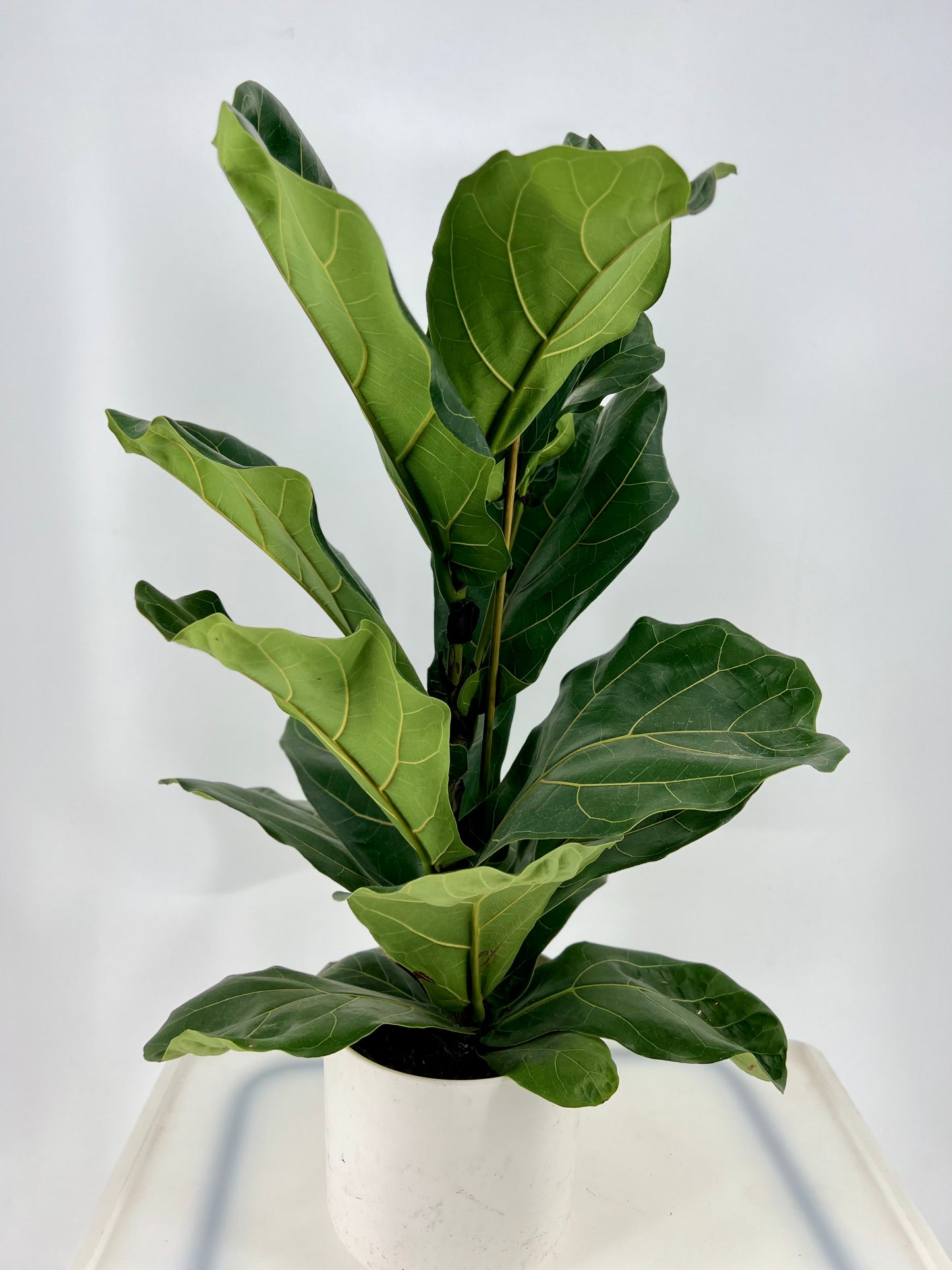 Ficus lyrata