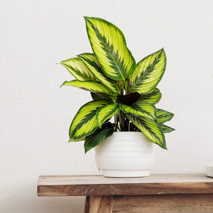 Calathea Beauty Star