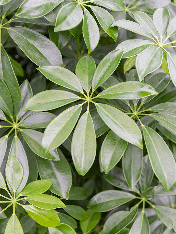 Schefflera