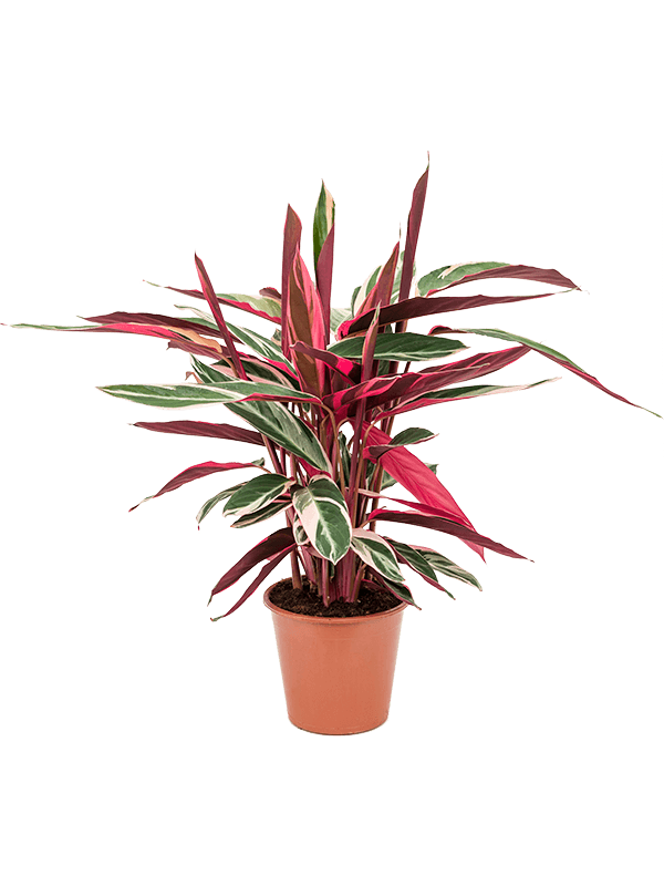 Stromanthe Sanguinea