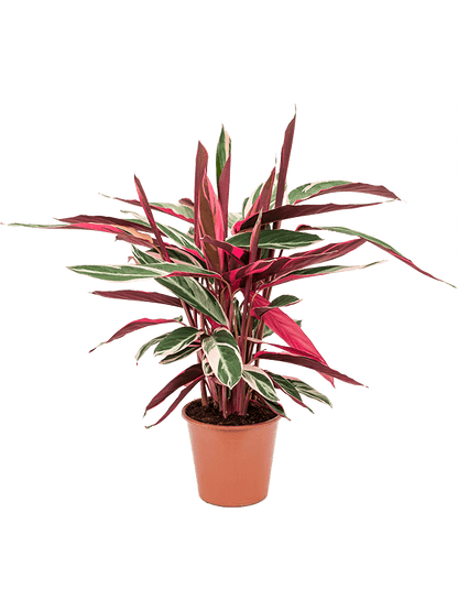 Stromanthe Sanguinea