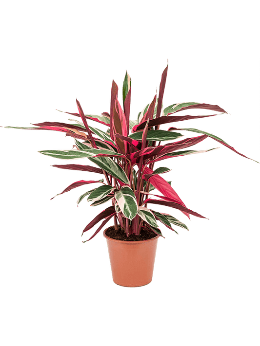 Stromanthe Sanguinea