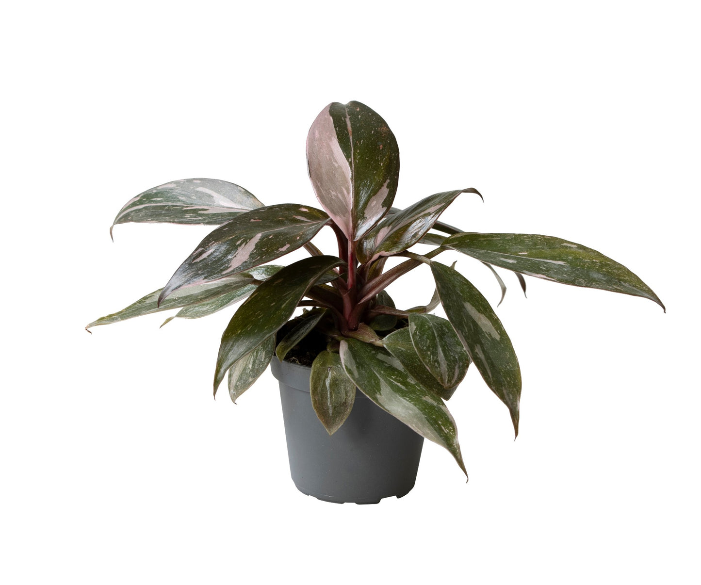 Philodendron Pink Princess