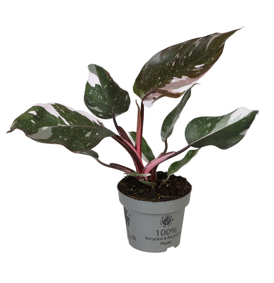Philodendron Red Anderson