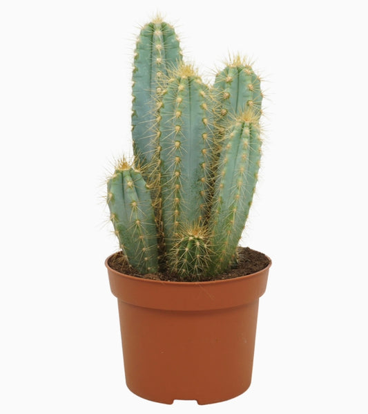 Blaukaktus