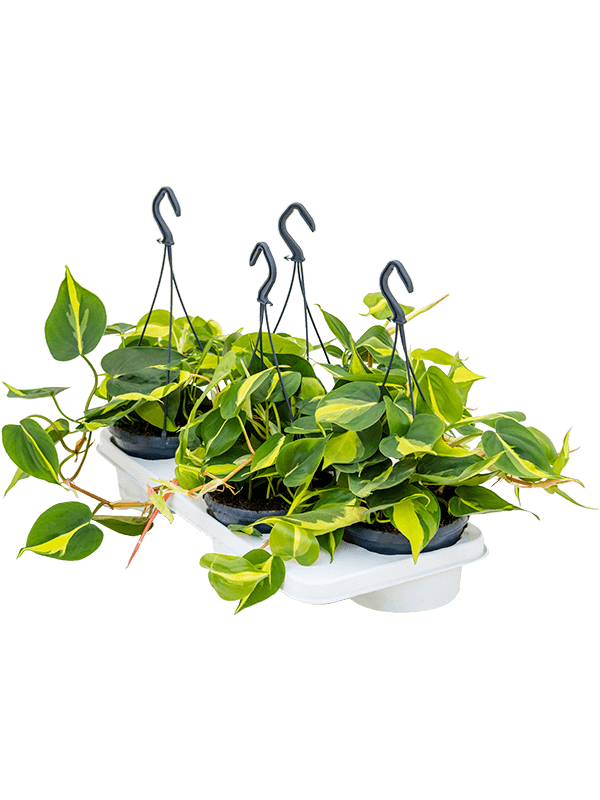 Philodendron scandens Brasil