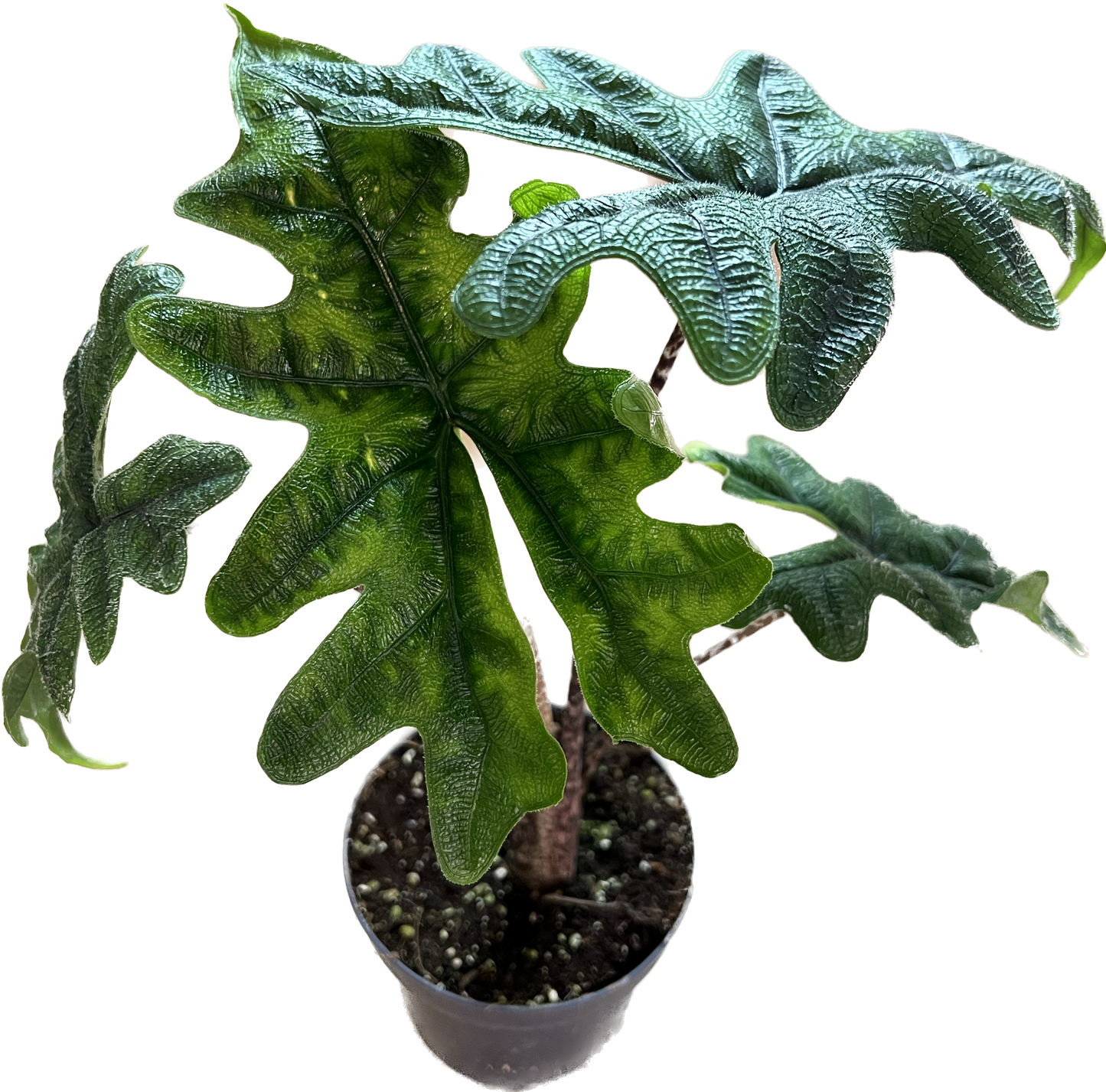 Alocasia Jacklyn