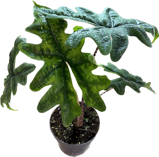 Alocasia Jacklyn