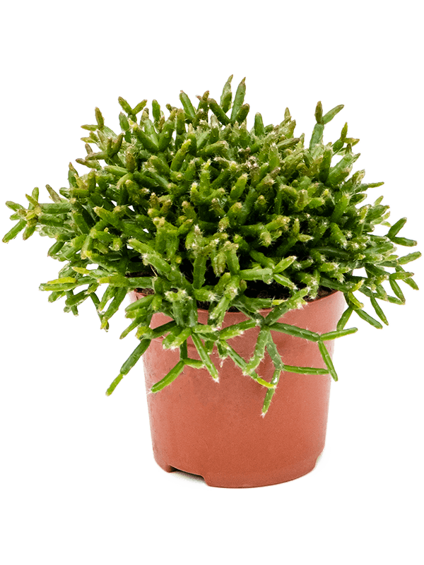 Rhipsalis burchellii