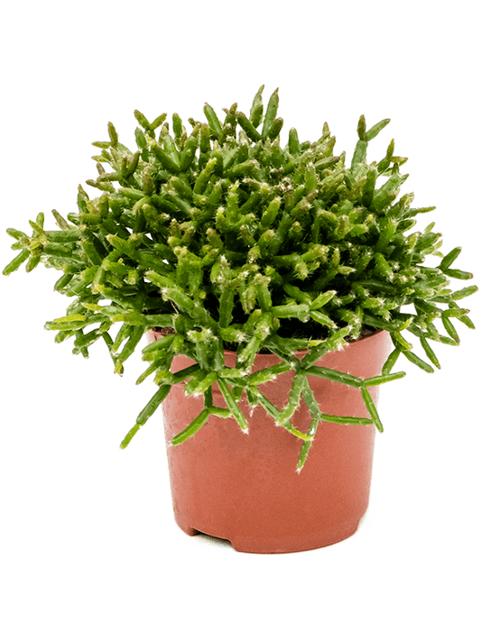 Rhipsalis burchellii