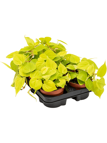 Philodendron micans lime