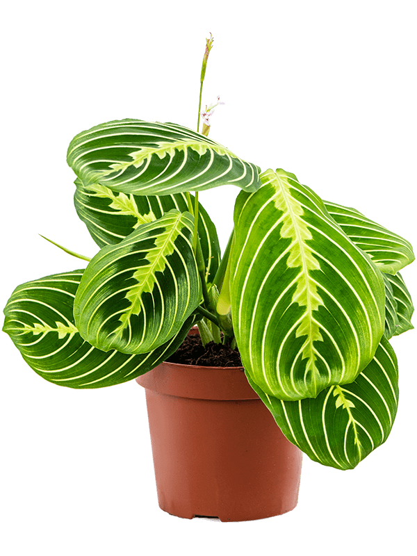 Maranta lemon lime