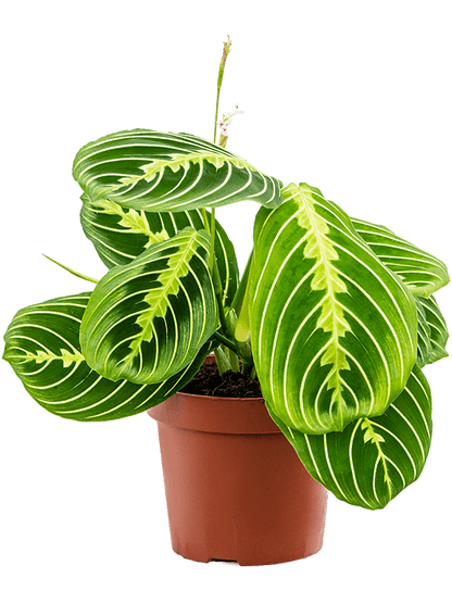 Maranta lemon lime