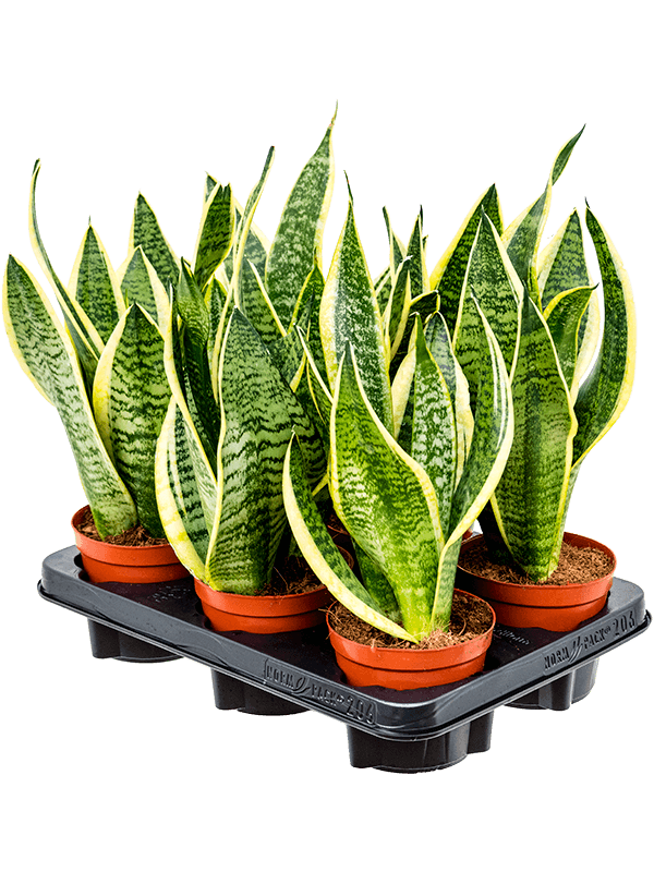 Sansevieria Futura