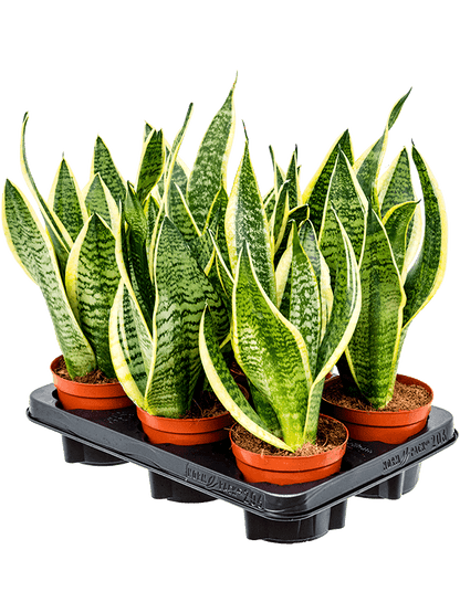 Sansevieria Futura