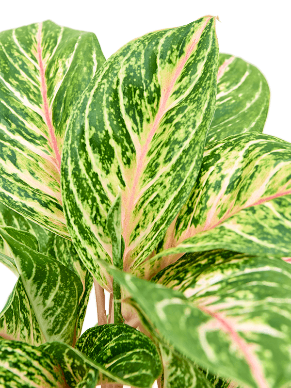 Aglaonema Coco Melon