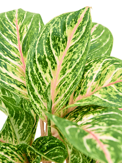 Aglaonema Coco Melon