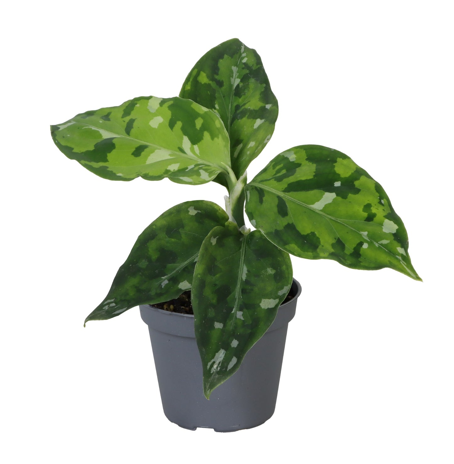 Aglaonema Pictus Tricolor