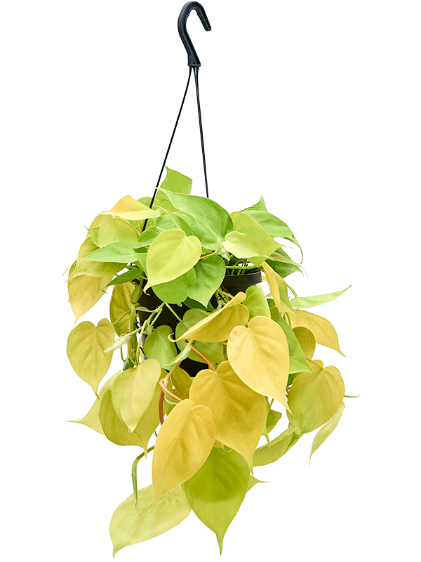 Philodendron Lemon Lime