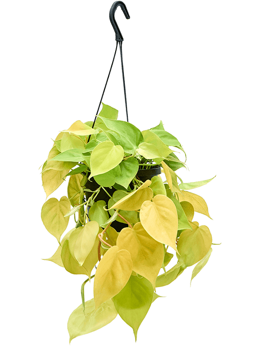 Philodendron Lemon Lime