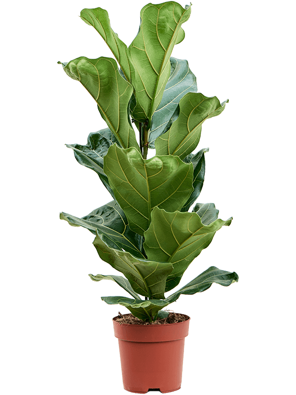 Ficus lyrata