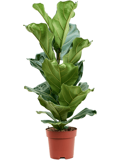 Ficus lyrata