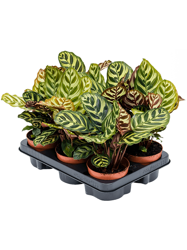 Calathea Makoyana