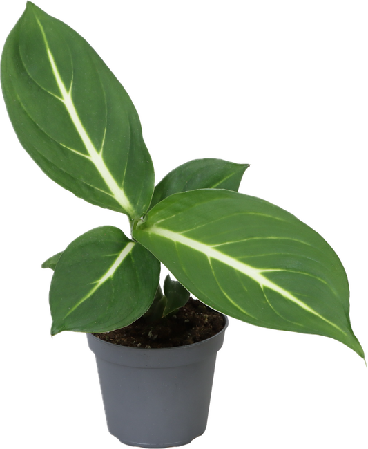 Dieffenbachia sehuine