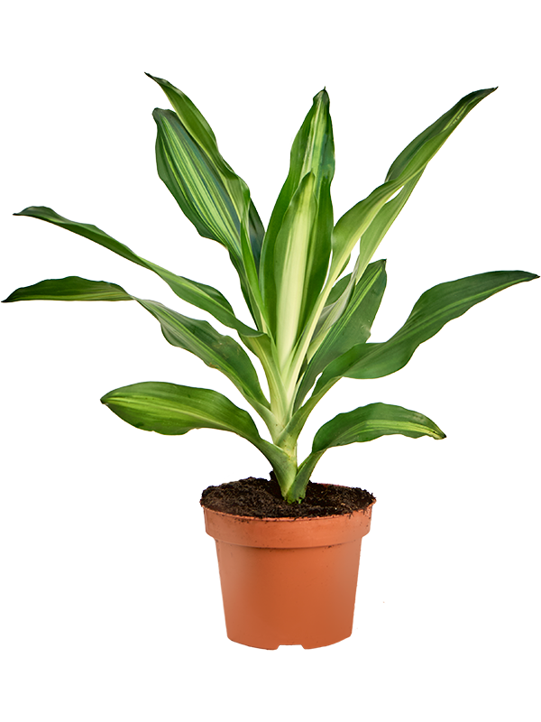 Dracaena