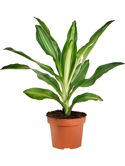 Dracaena