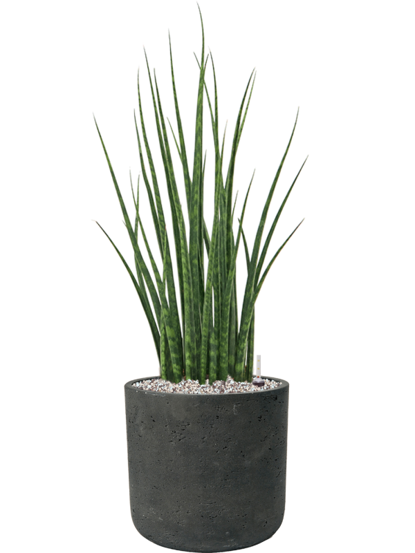 Sansevieria Mikado