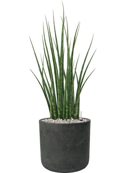 Sansevieria Mikado