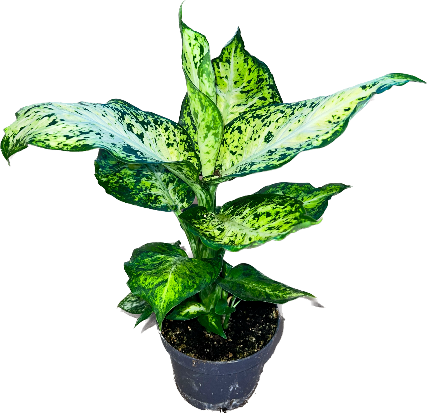 Dieffenbachia Amy