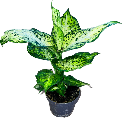 Dieffenbachia Amy