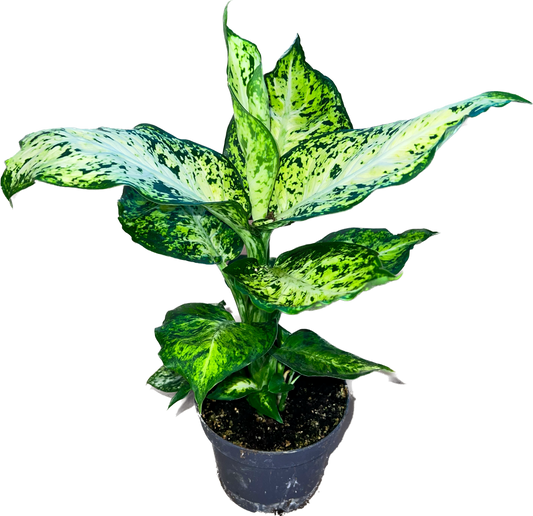 Dieffenbachia Amy