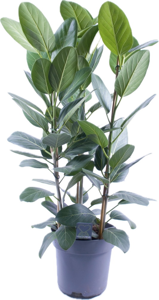 Ficus benghalensis