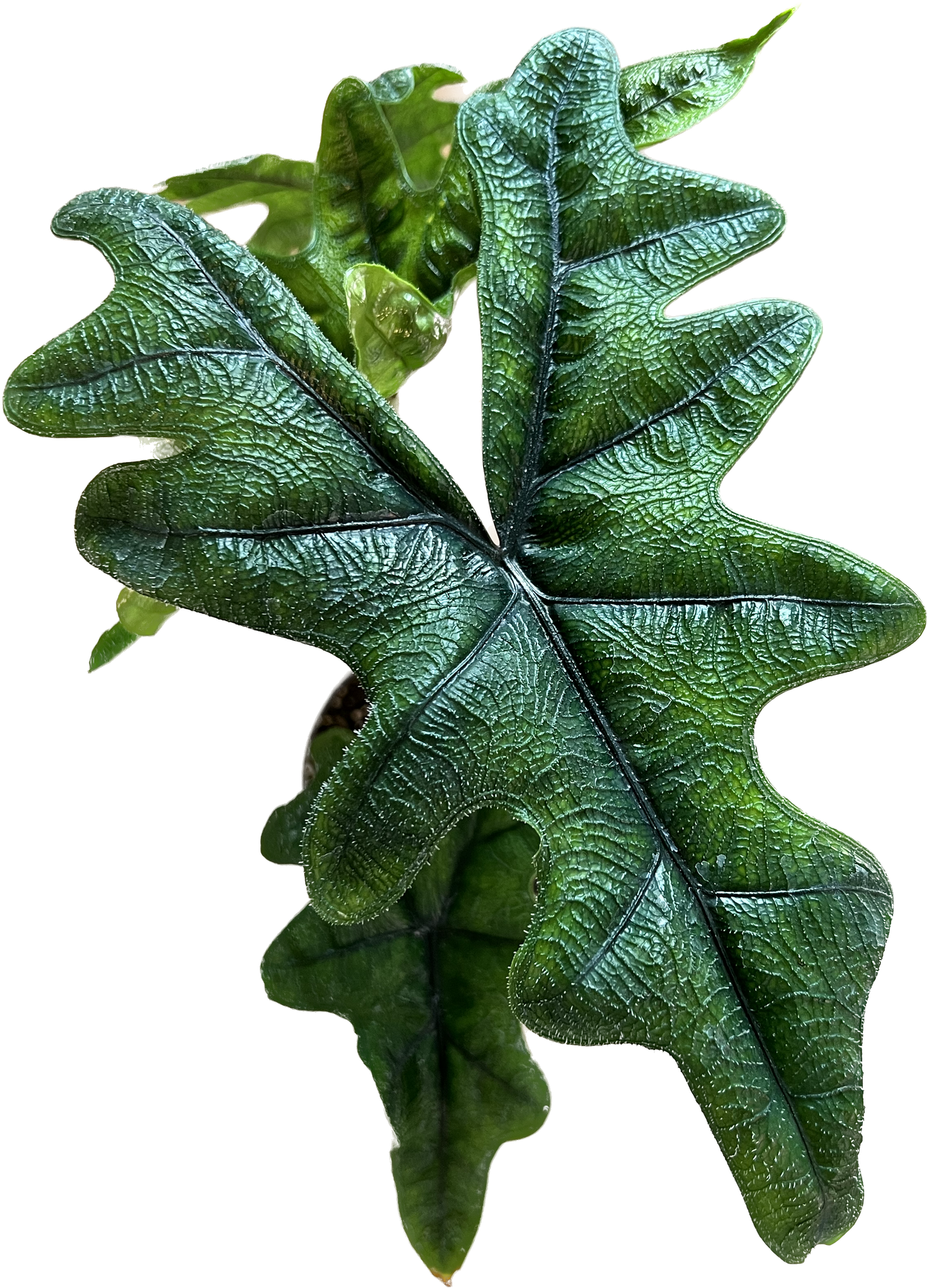 Alocasia Jacklyn