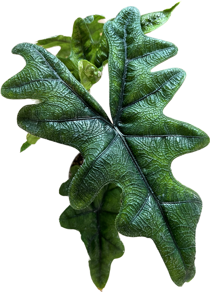 Alocasia Jacklyn