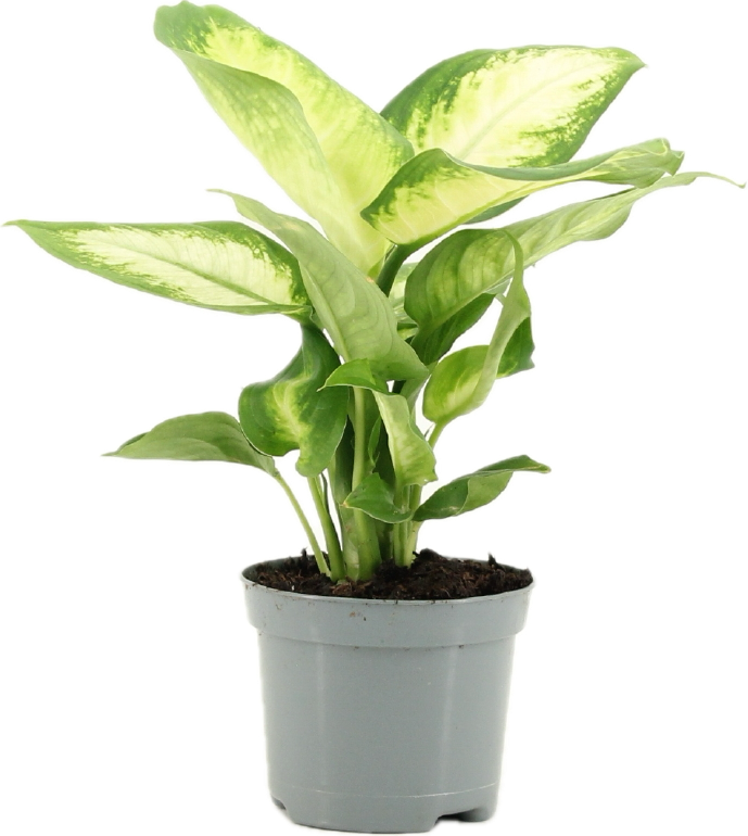 Dieffenbachia camilla