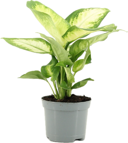 Dieffenbachia camilla