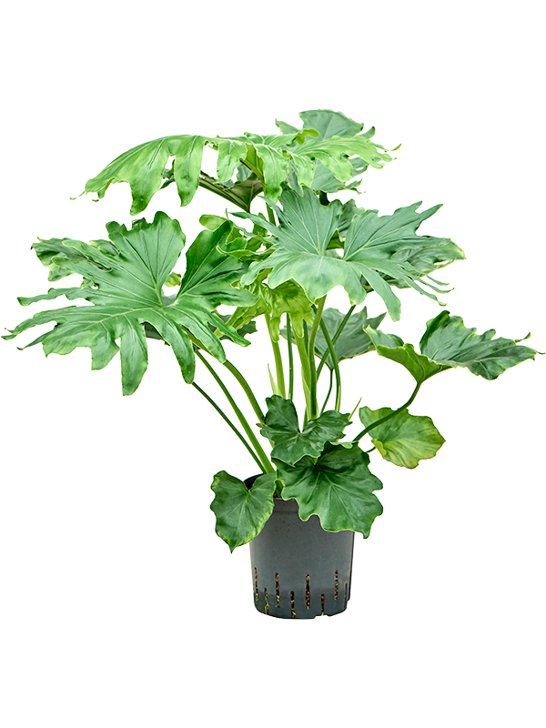 Philodendron Selloum